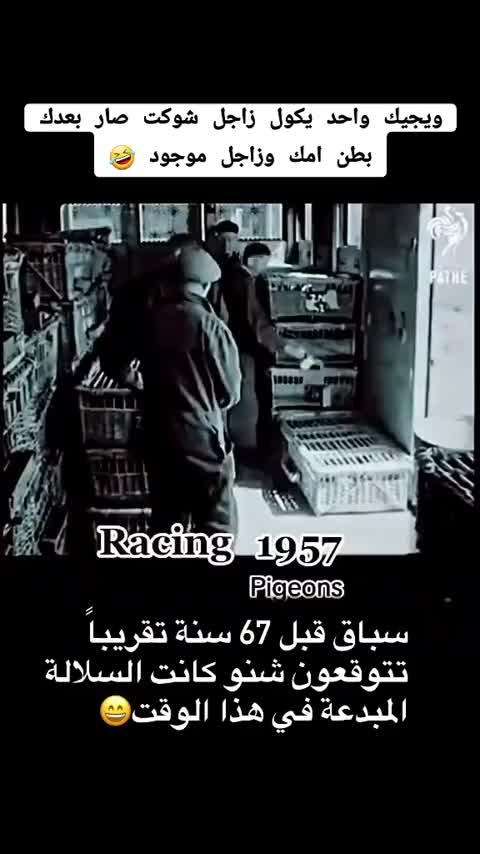 @ملك الزاجل