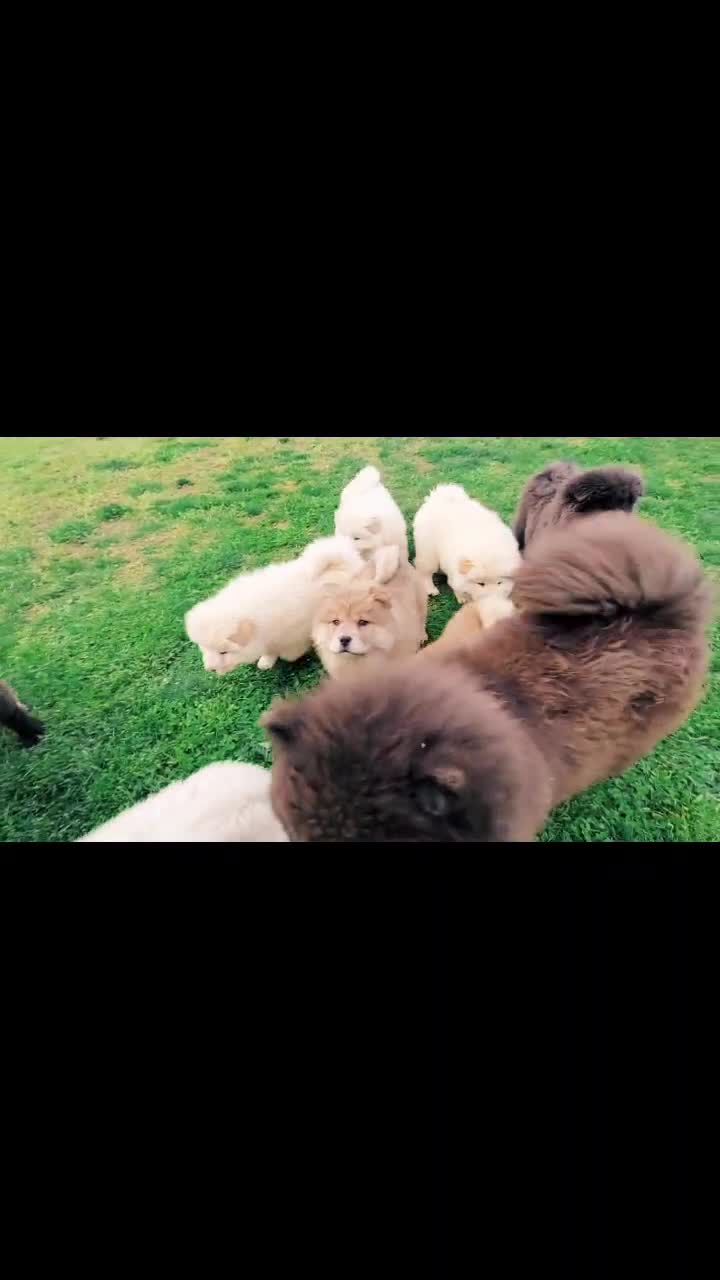@chowsandpals