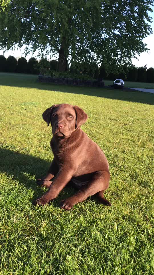 @MoccaChocoalateLab