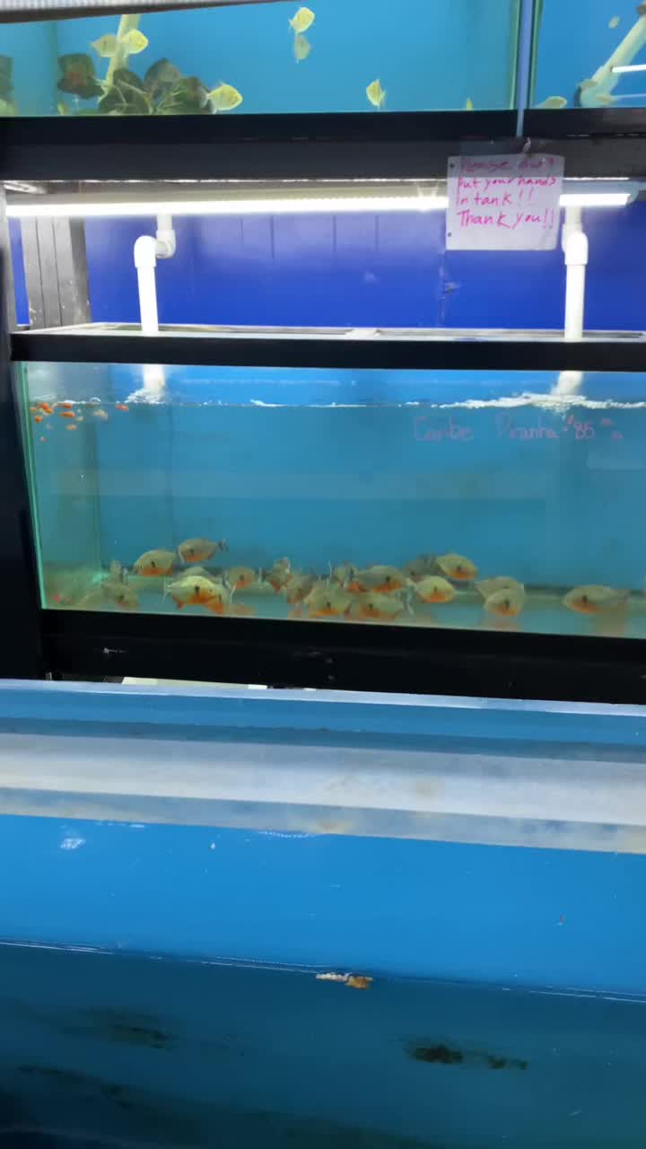 @Aquarium Paradise