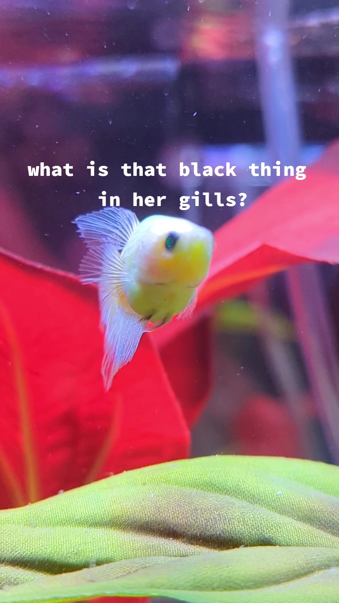 @Cutefiish