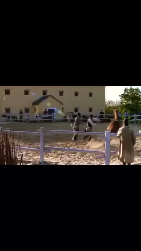@🖇horses🖇