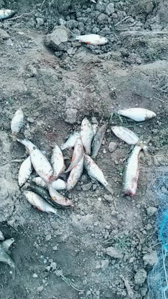 @Attitude Ka Baap 65