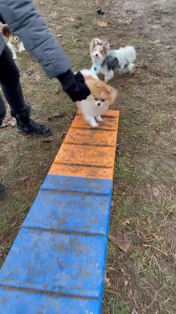 @Biewer Terrier World