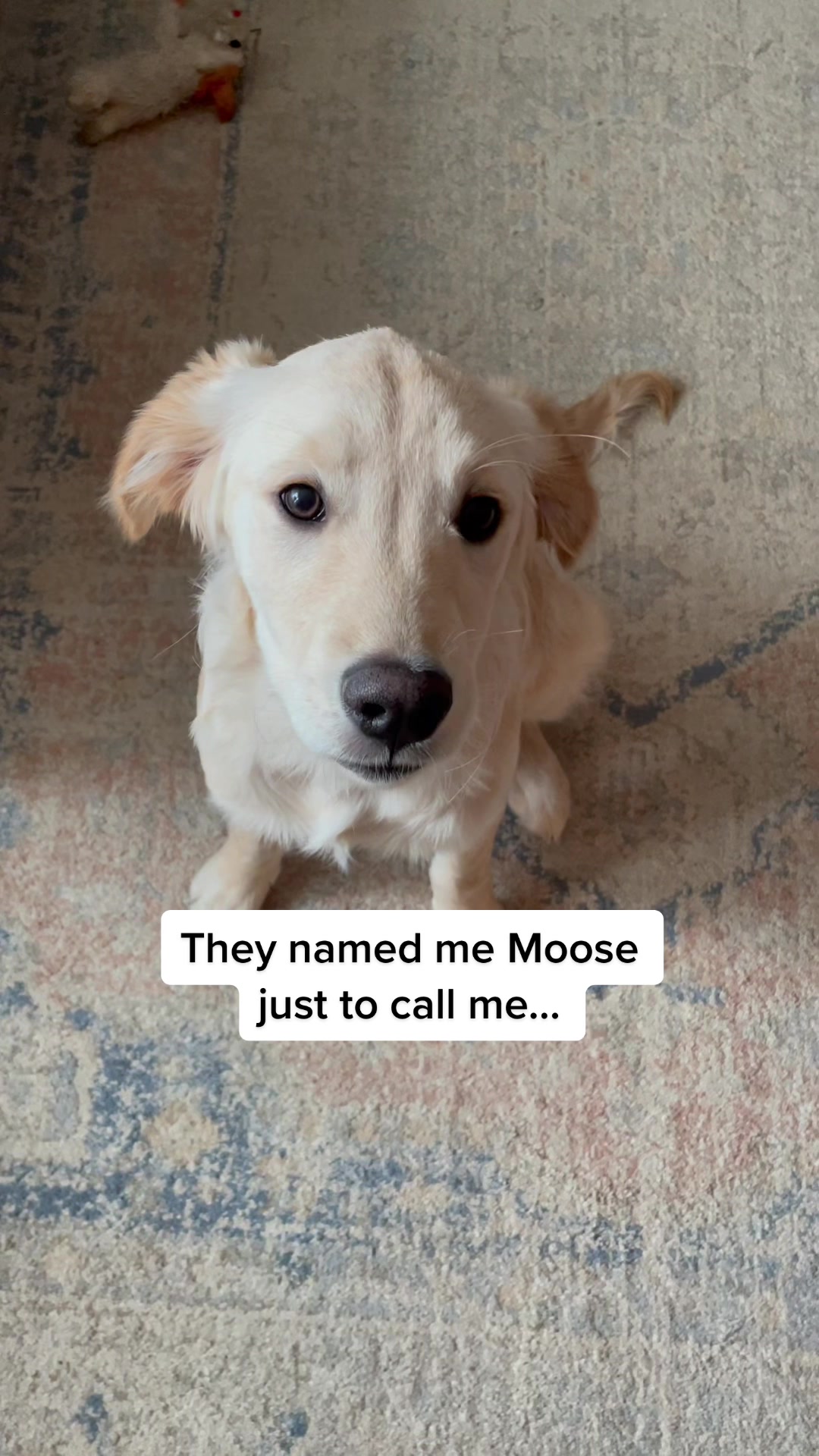 @Koda the Golden
