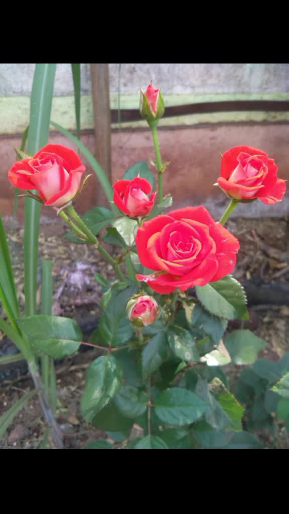 @user9523661024610