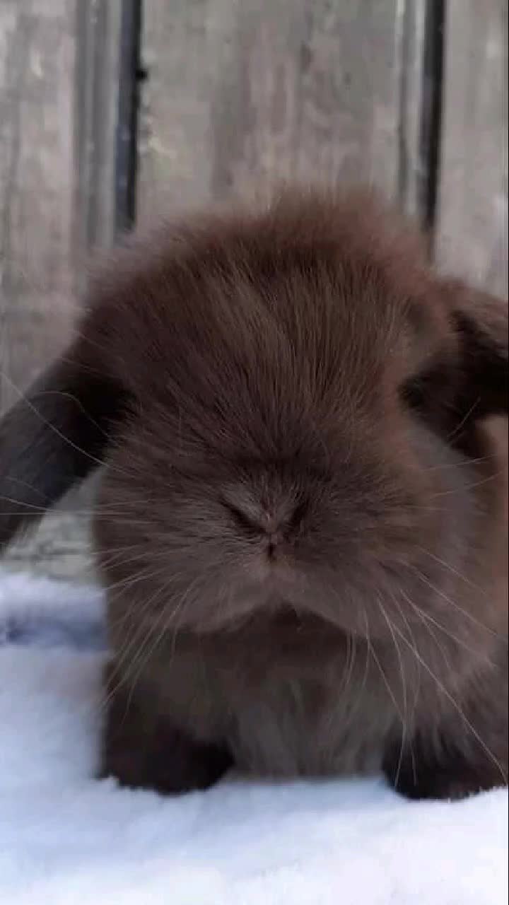 @Odin_le_lapin