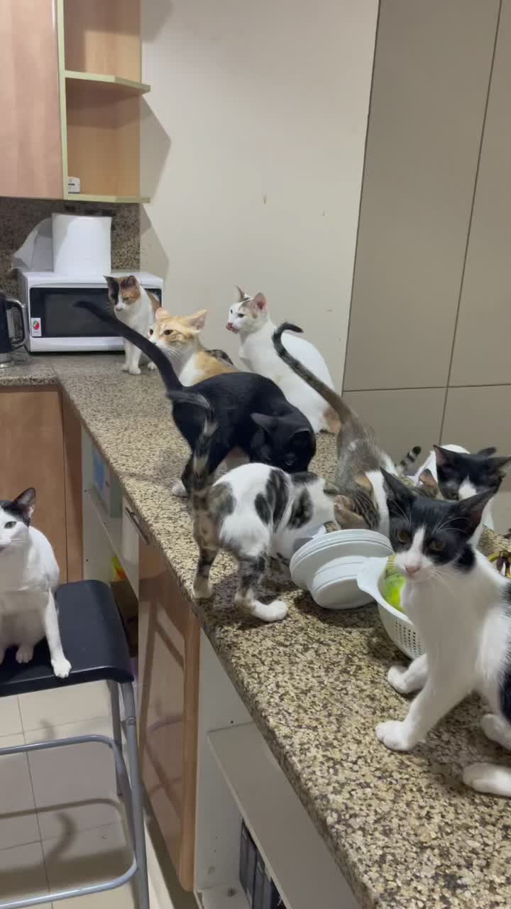 @StrayCatsAngel