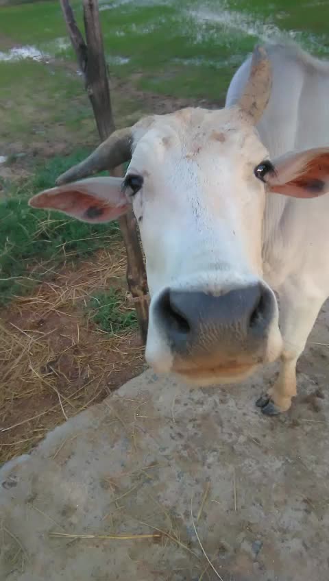 @कोयतुर राम ओरकेरा750