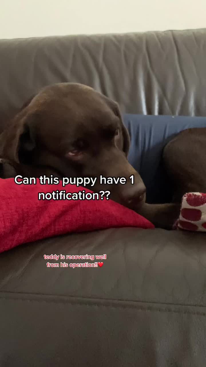 @🐾 𝑻𝒆𝒅𝒅𝒚🐾