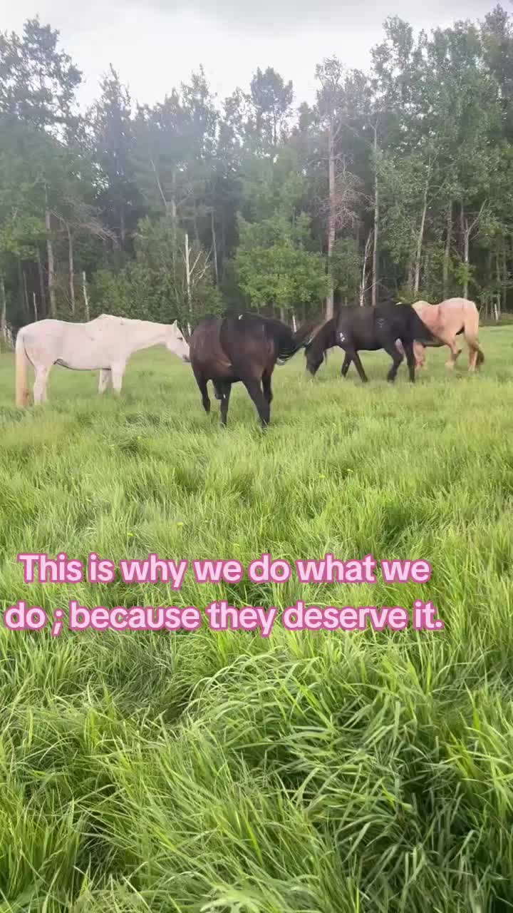 @Horse Heroes Alberta