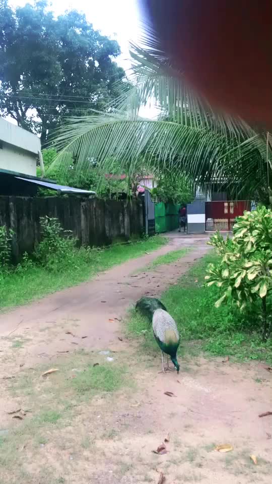@suraj2315