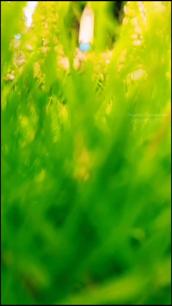 @sangeeth_sachu