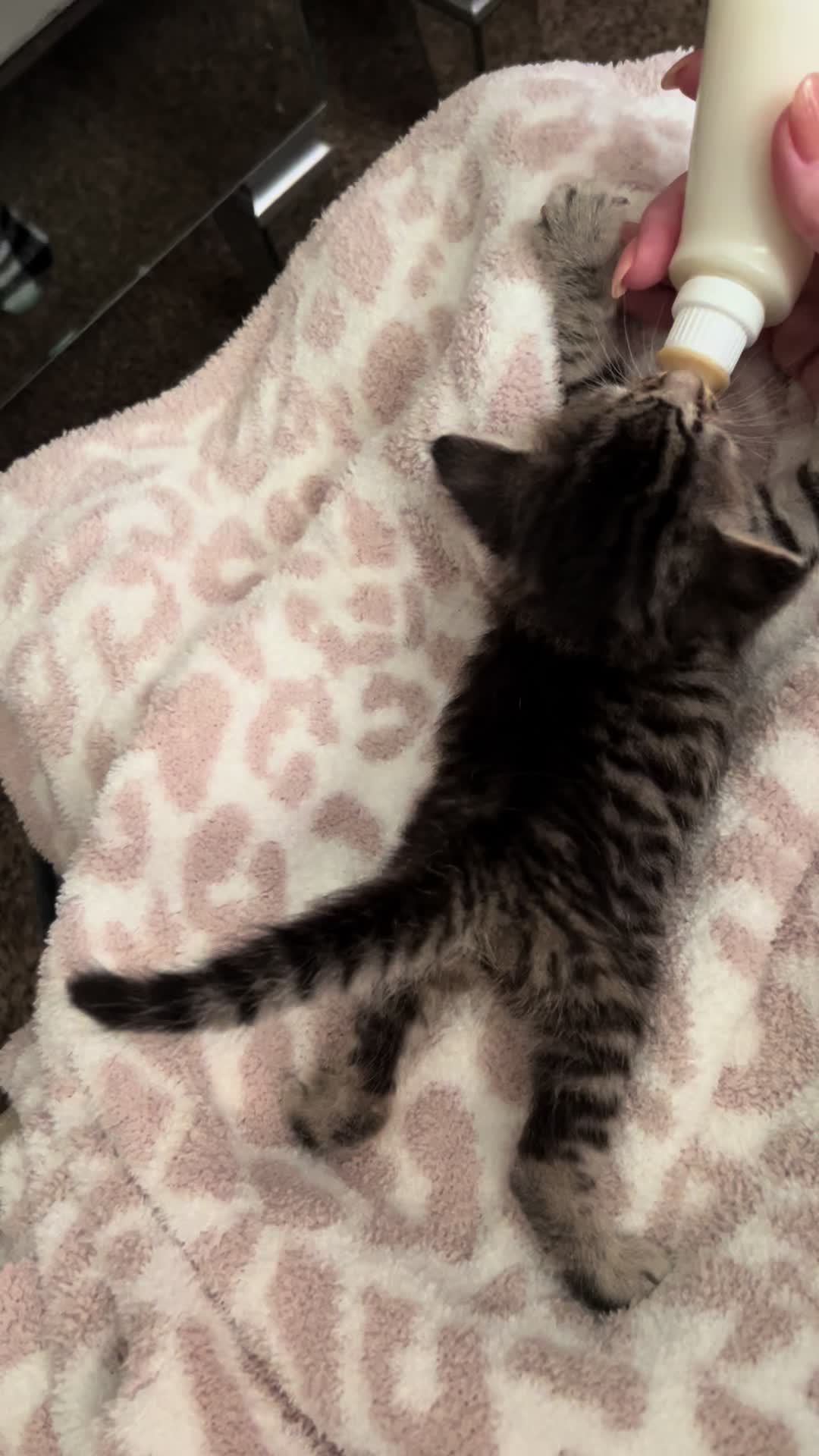 @Kitten.mama