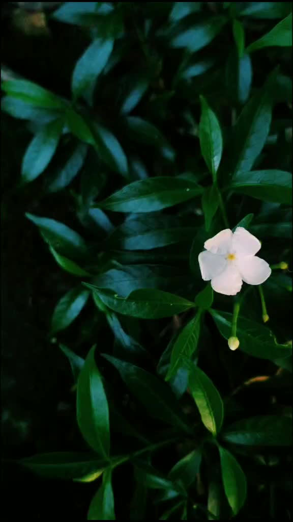 @_R_a_i_h_u_🌸