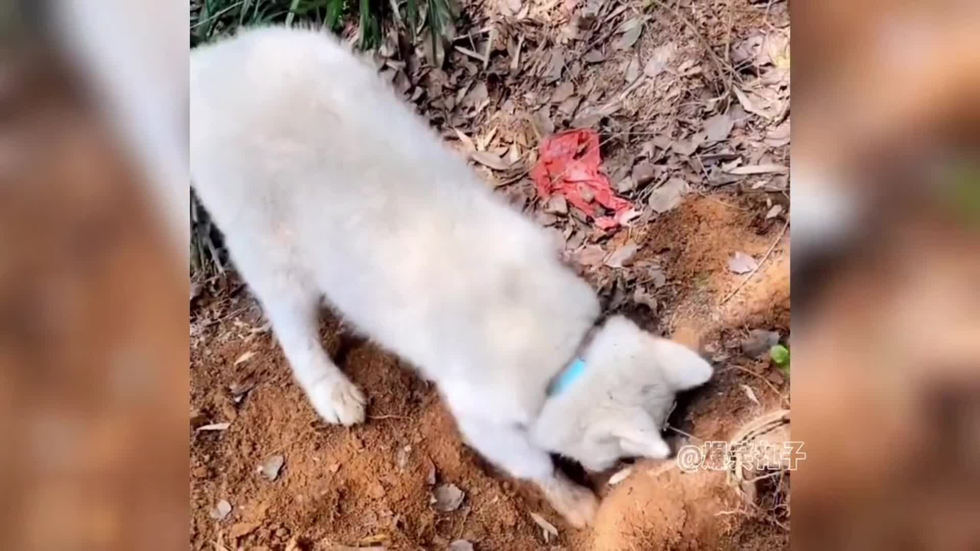@Y&ecirc;u th&uacute; cưng