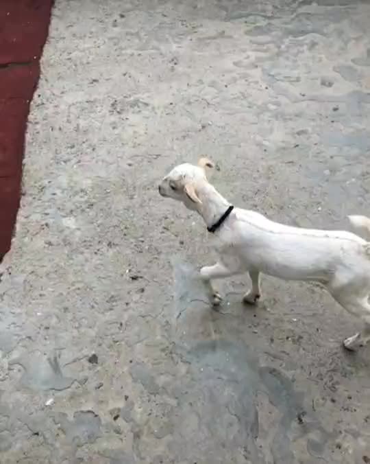 @goatloverroorkee