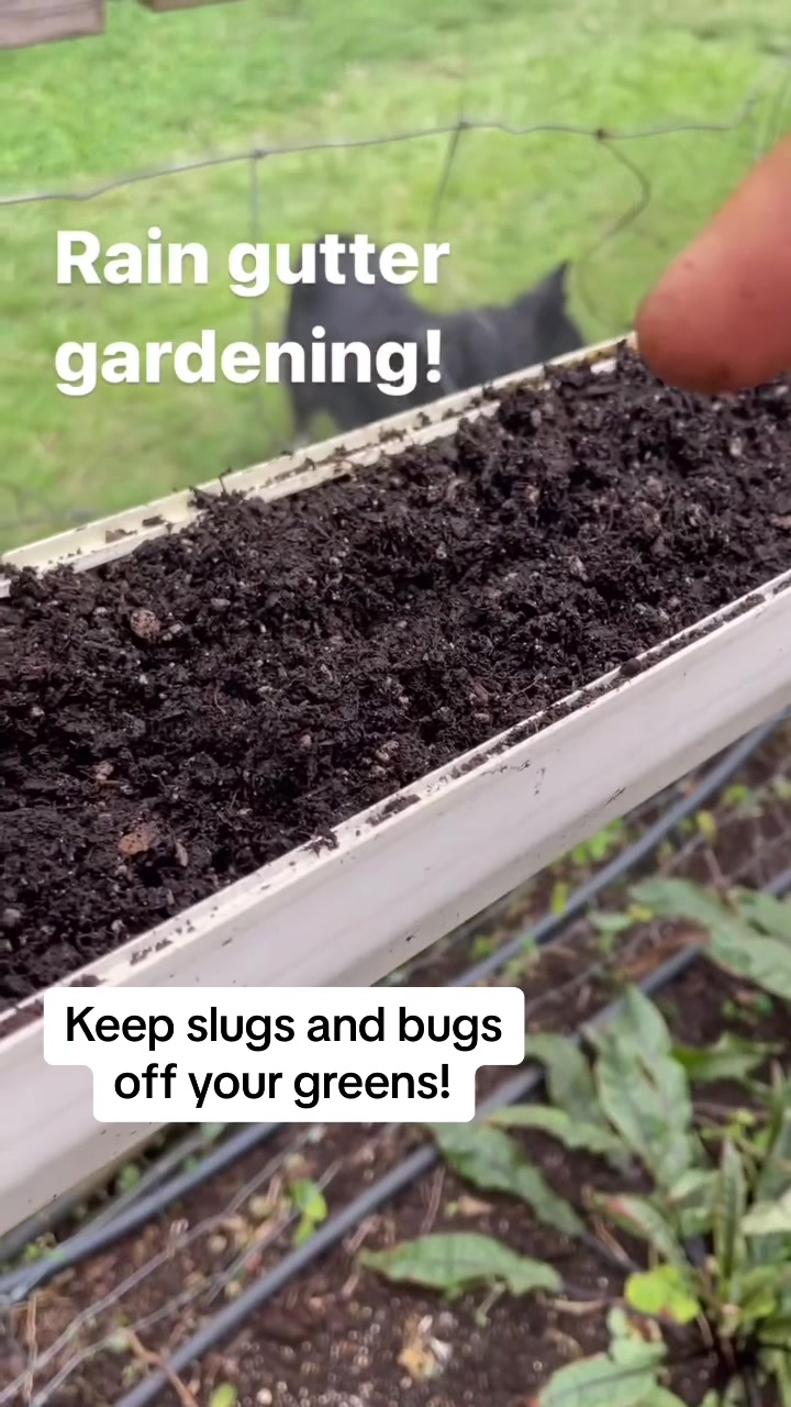 @kumuainafarms