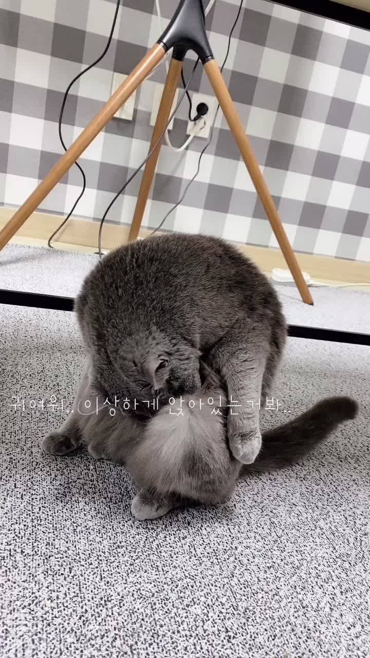 @별이집사😻