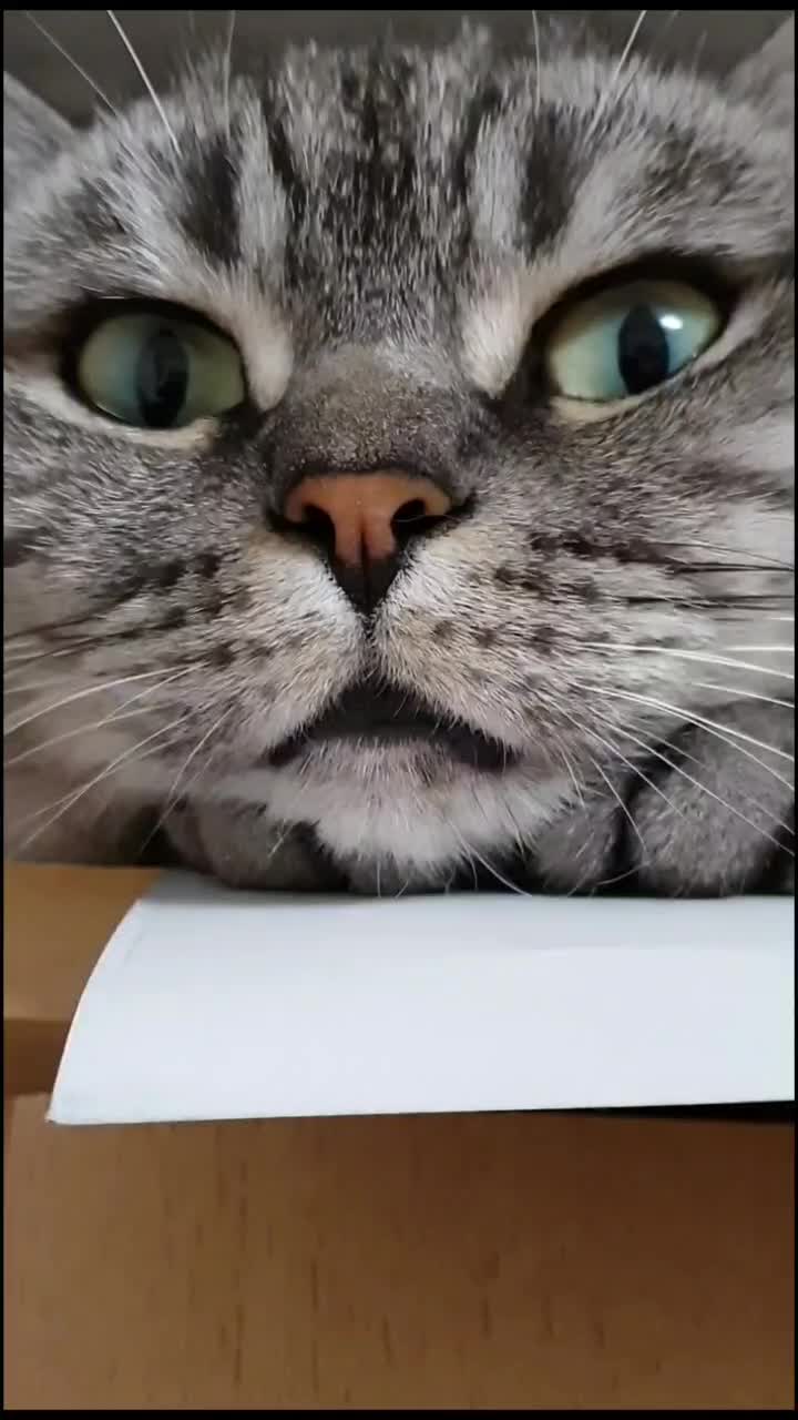 @the coconutkitty