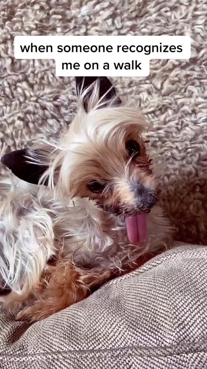 @Harlow the Yorkie