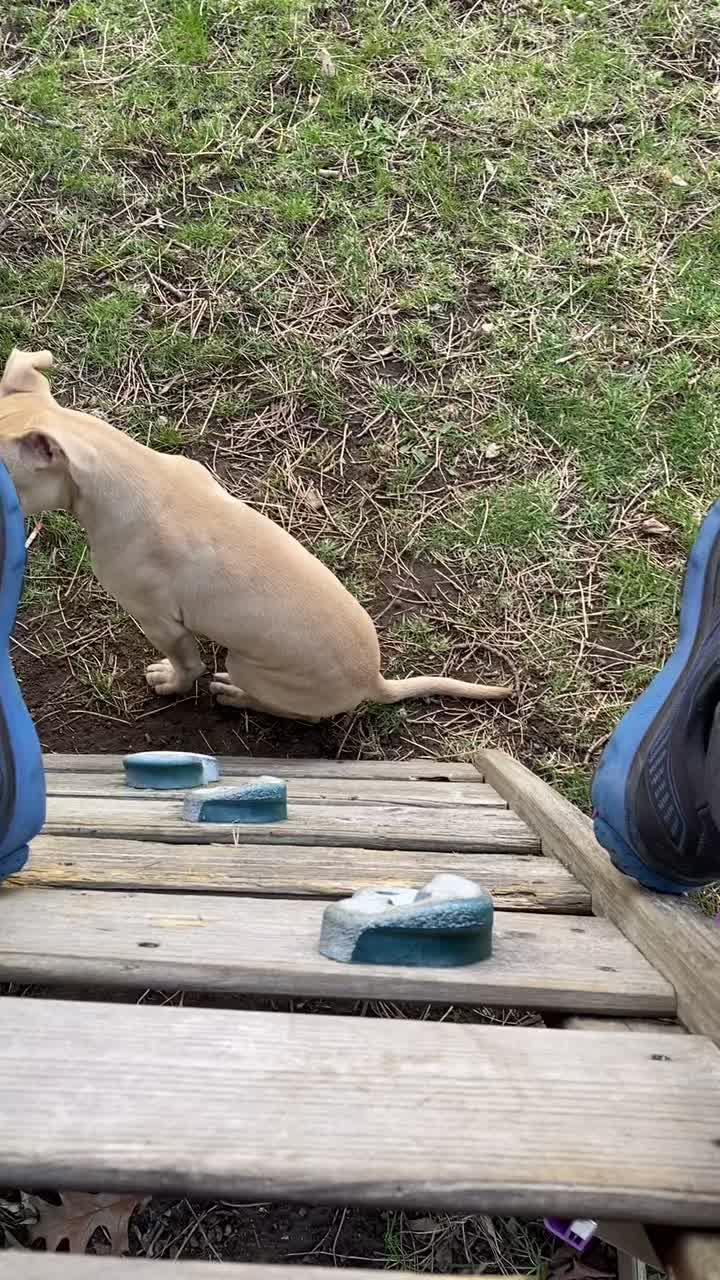 @davincitheamericanpitbull