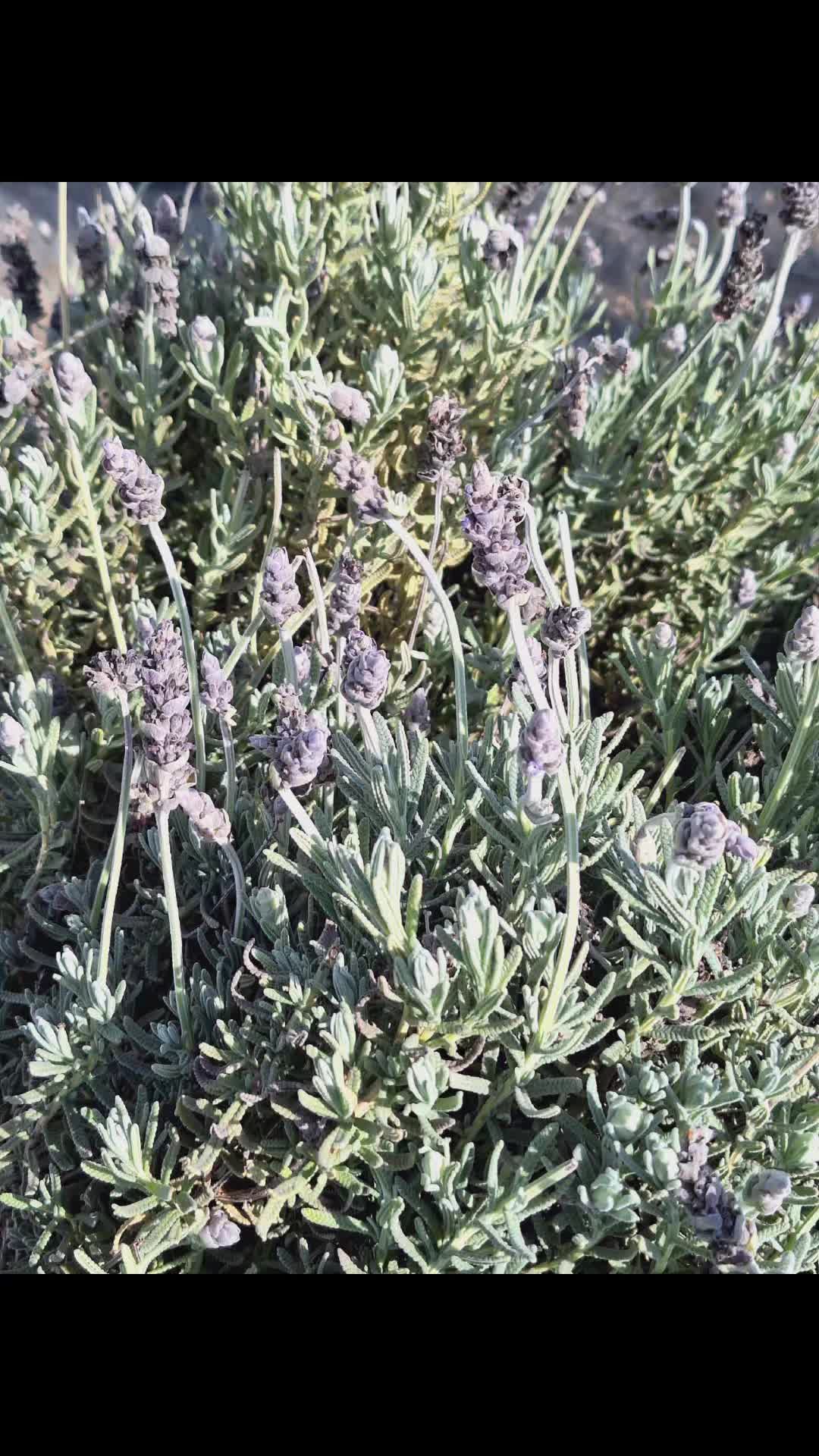@lavenderfarmer19