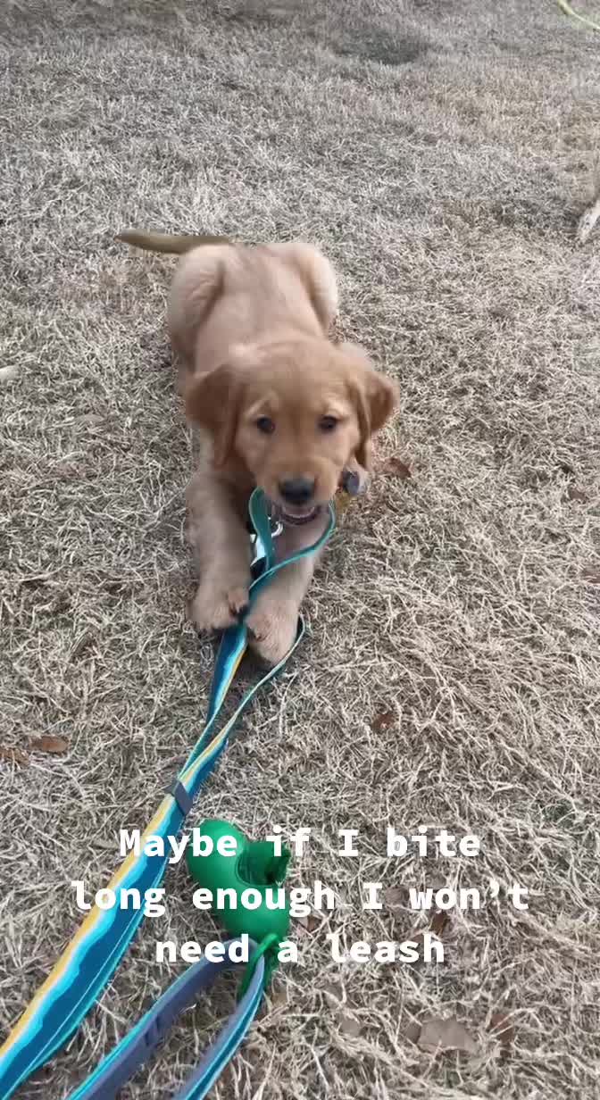 @Westley The Golden