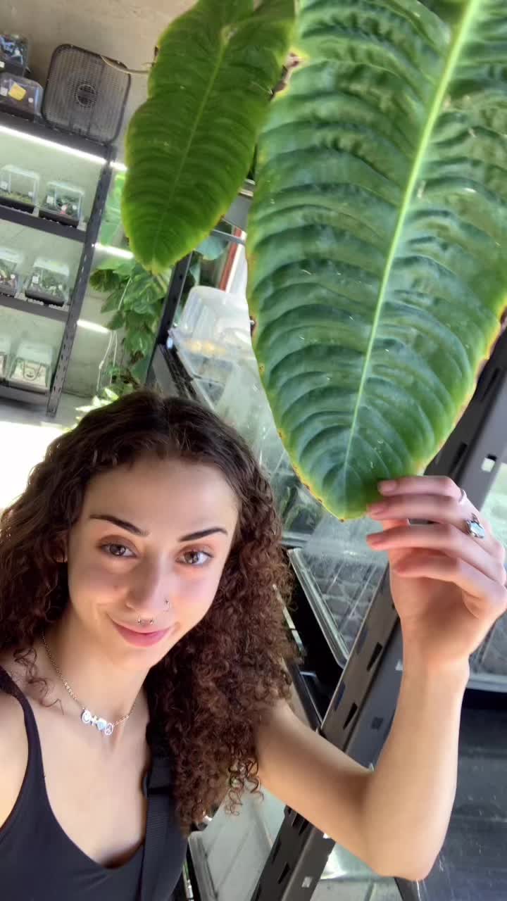 @Soyzilla