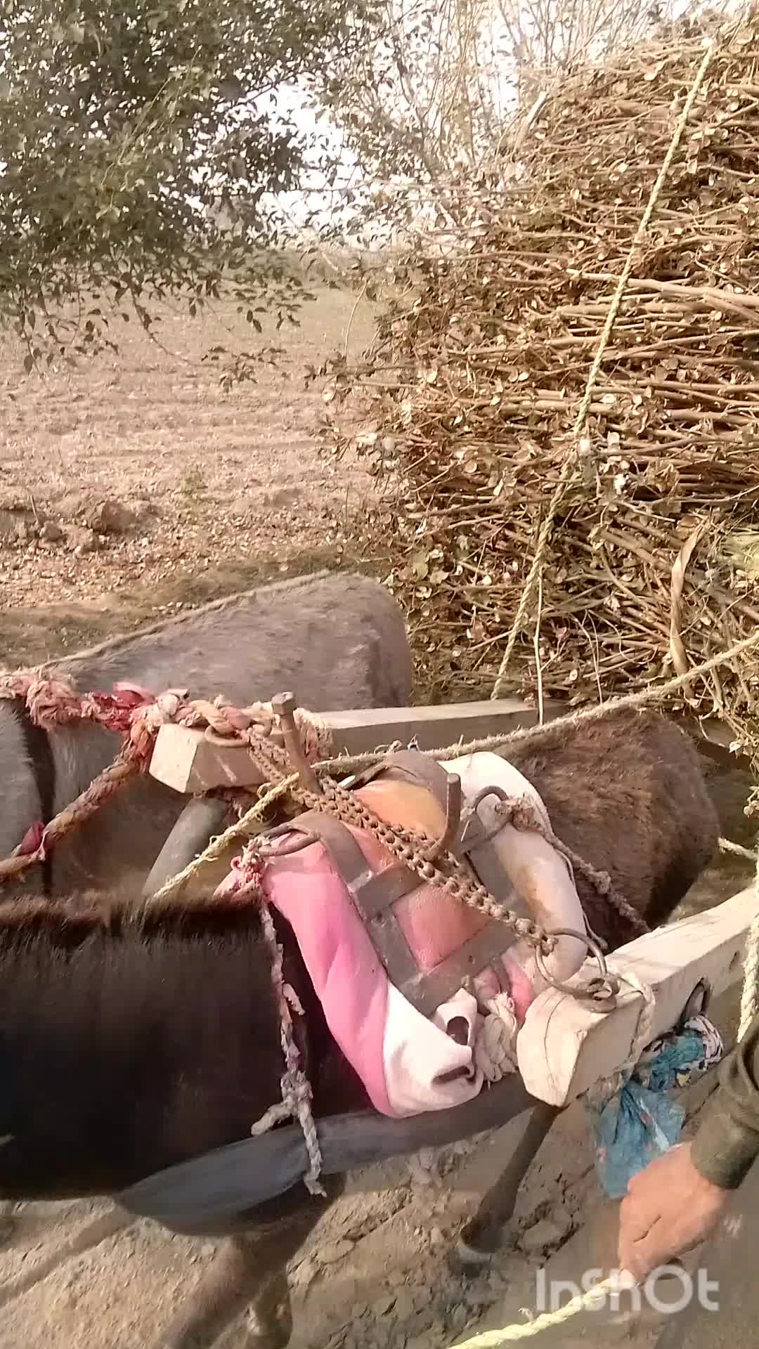 @سانول شہزاد