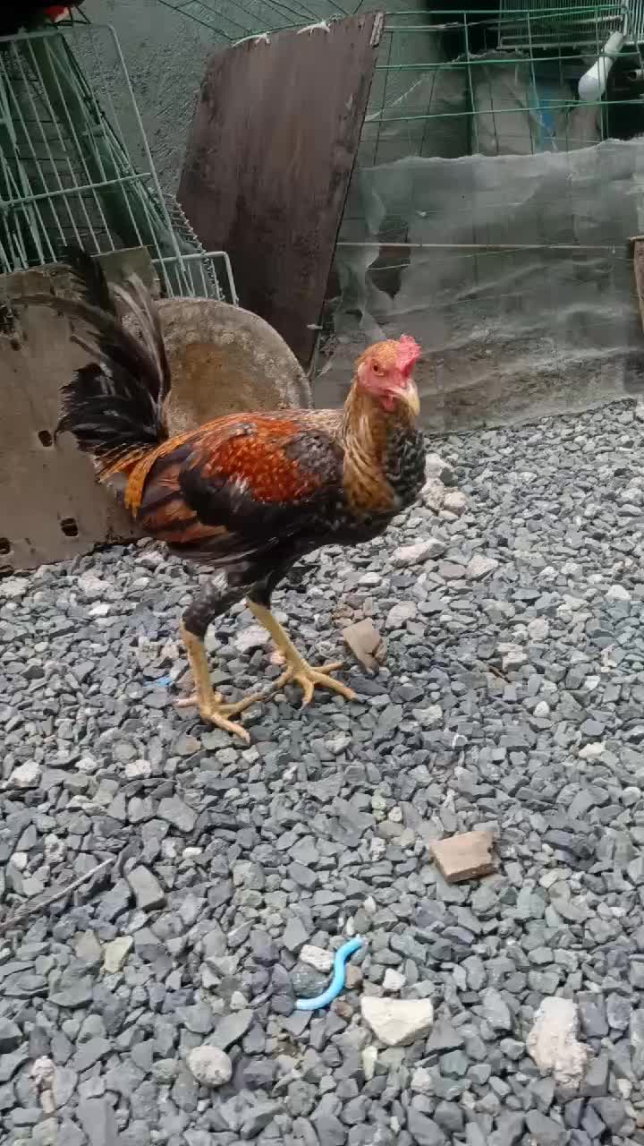 @J'T