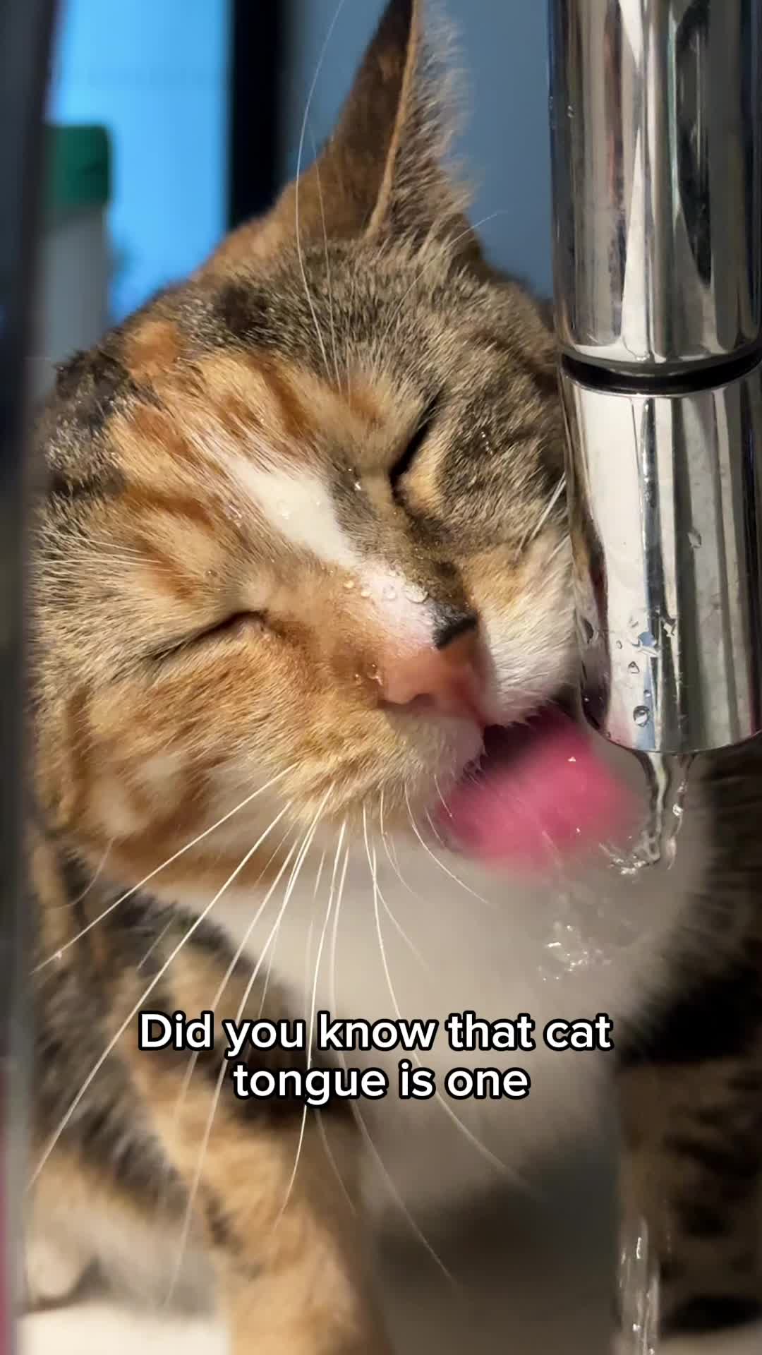 @mrsmeow