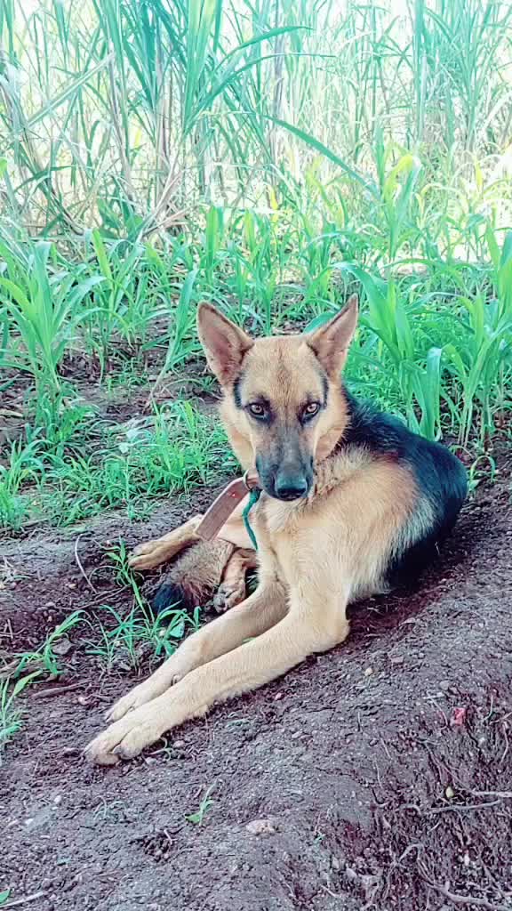 @ವಿಷ್ಣು ದಾದಾ