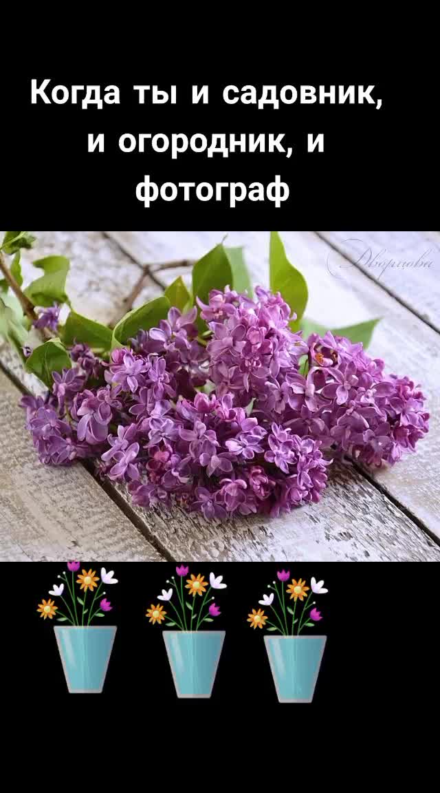 @Елена Дворцова
