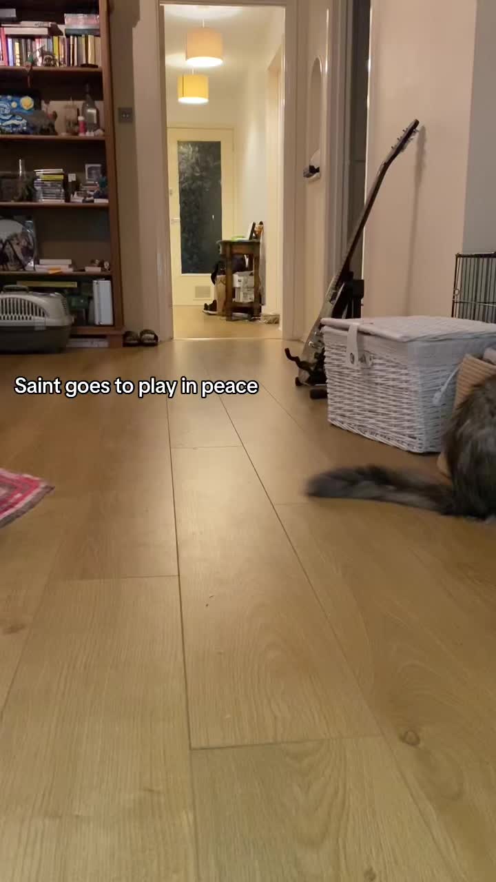@saint.cat