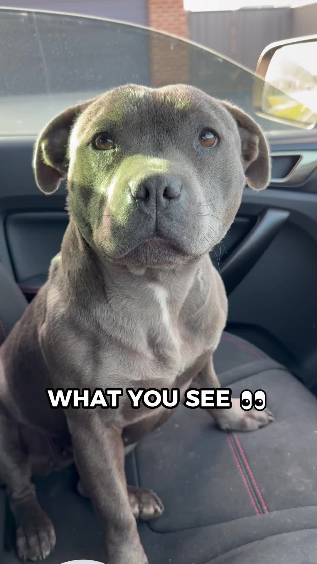 @Happy Staffy Co