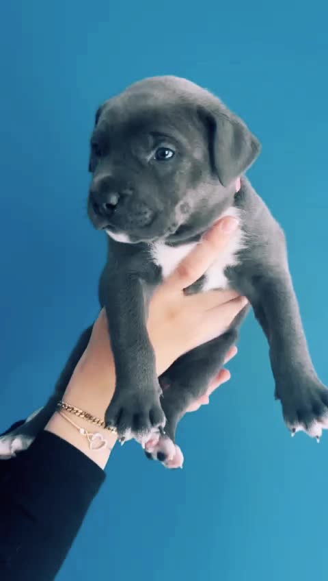 @ShadowBullyXXL