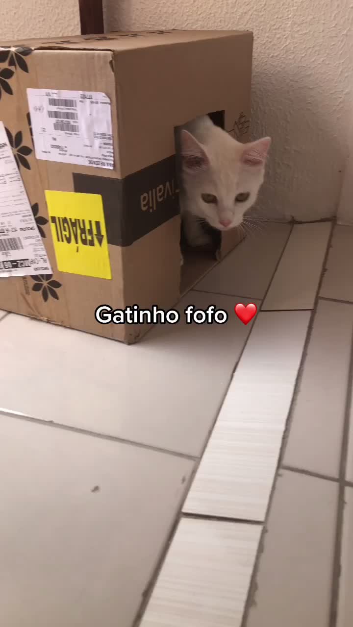 @🐱Cats🐱