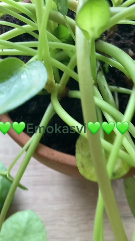 @kuukivet🕯🧿