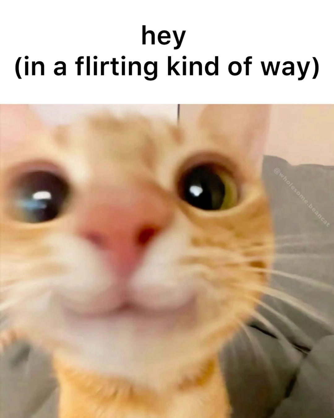 @Cat Memes