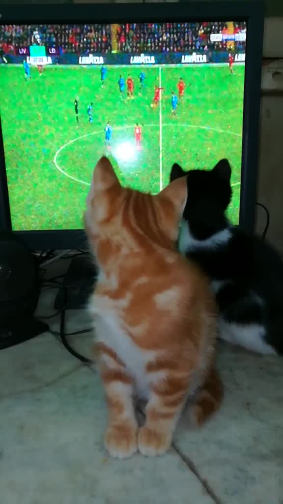 @FoFa Kittens