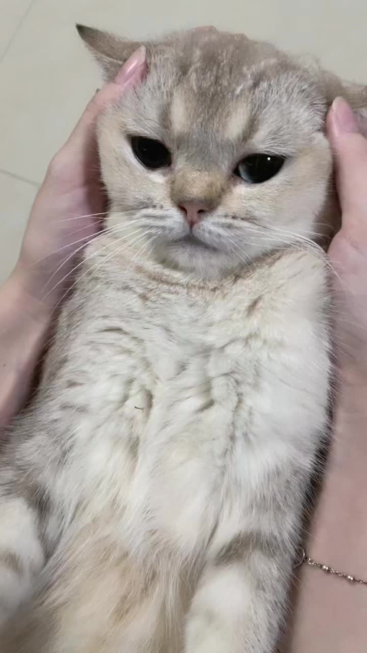 @แมงปุ๊ด
