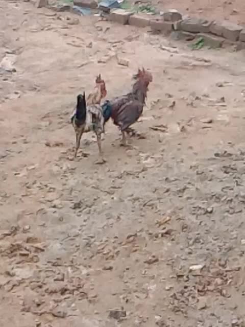 @SUMAN HARI