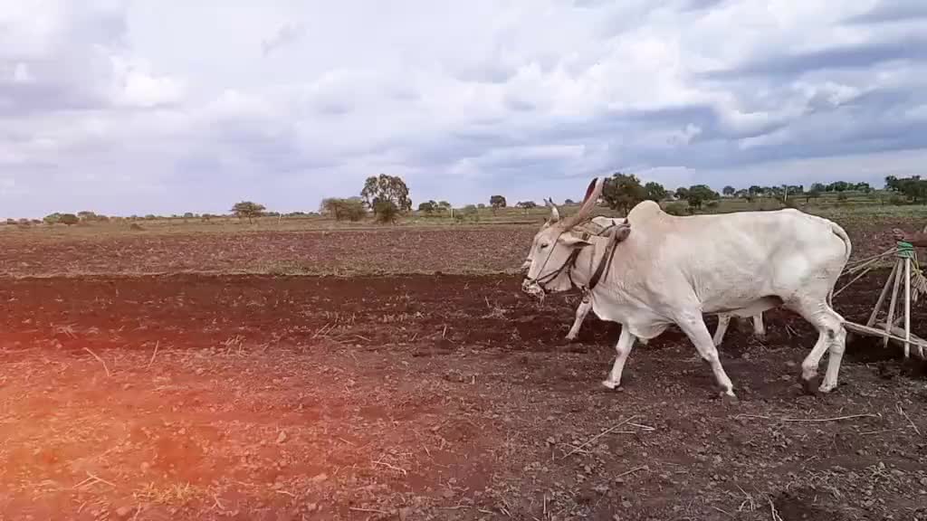 @_𝚊𝚔𝚊𝚜𝚑_𝚋𝚒𝚔𝚔𝚊𝚍_✔️