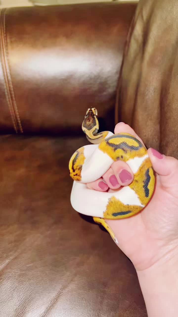 @d&m_reptile_adventure