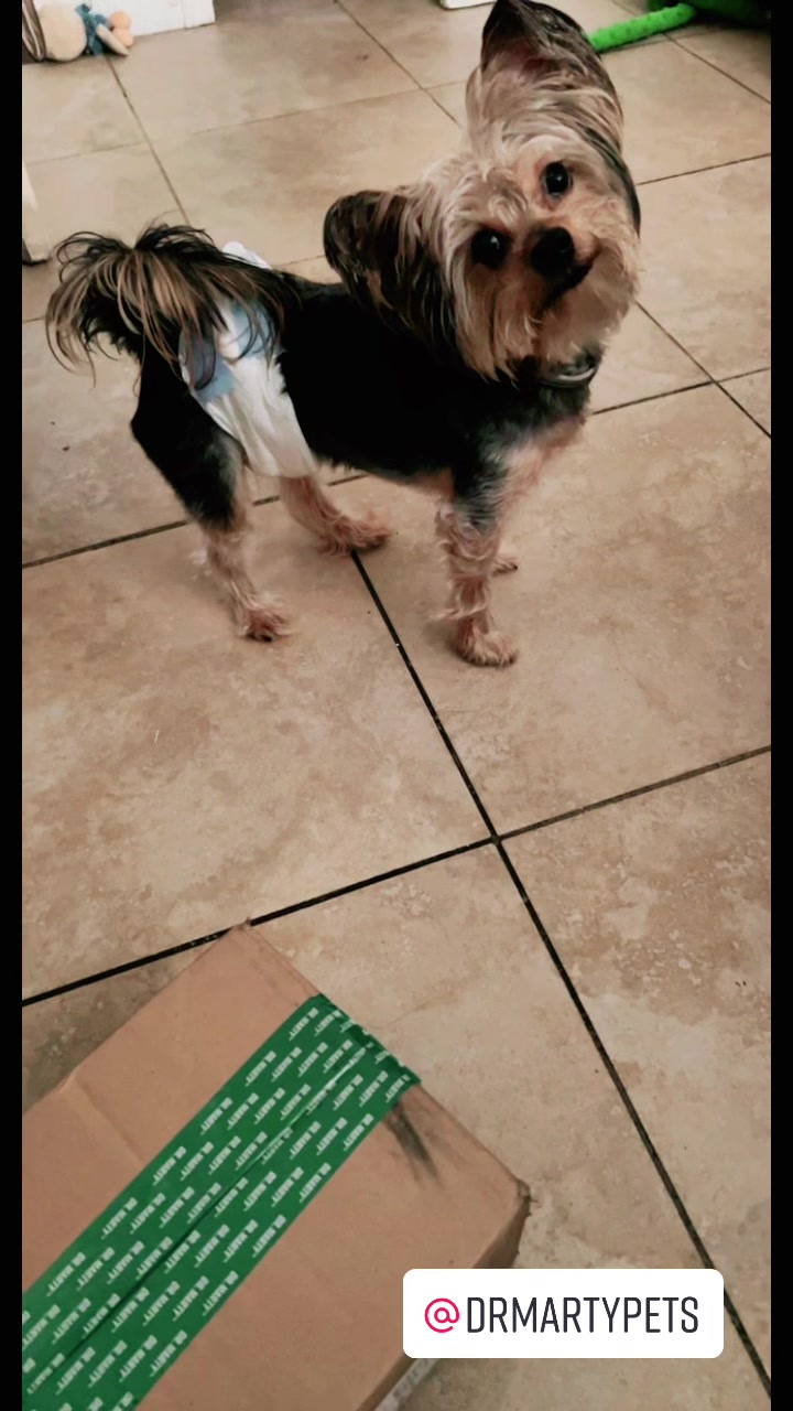 @GucciAndMiMiTheGreatYorkies