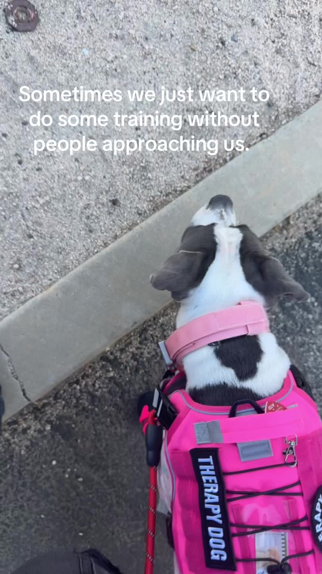 @Destructive dogs