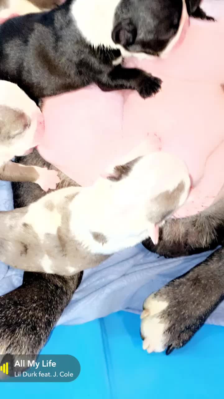 @SATX_BULLDOGZ