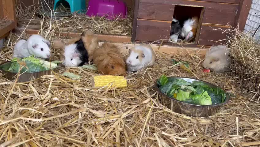 @Greenacres Rescue