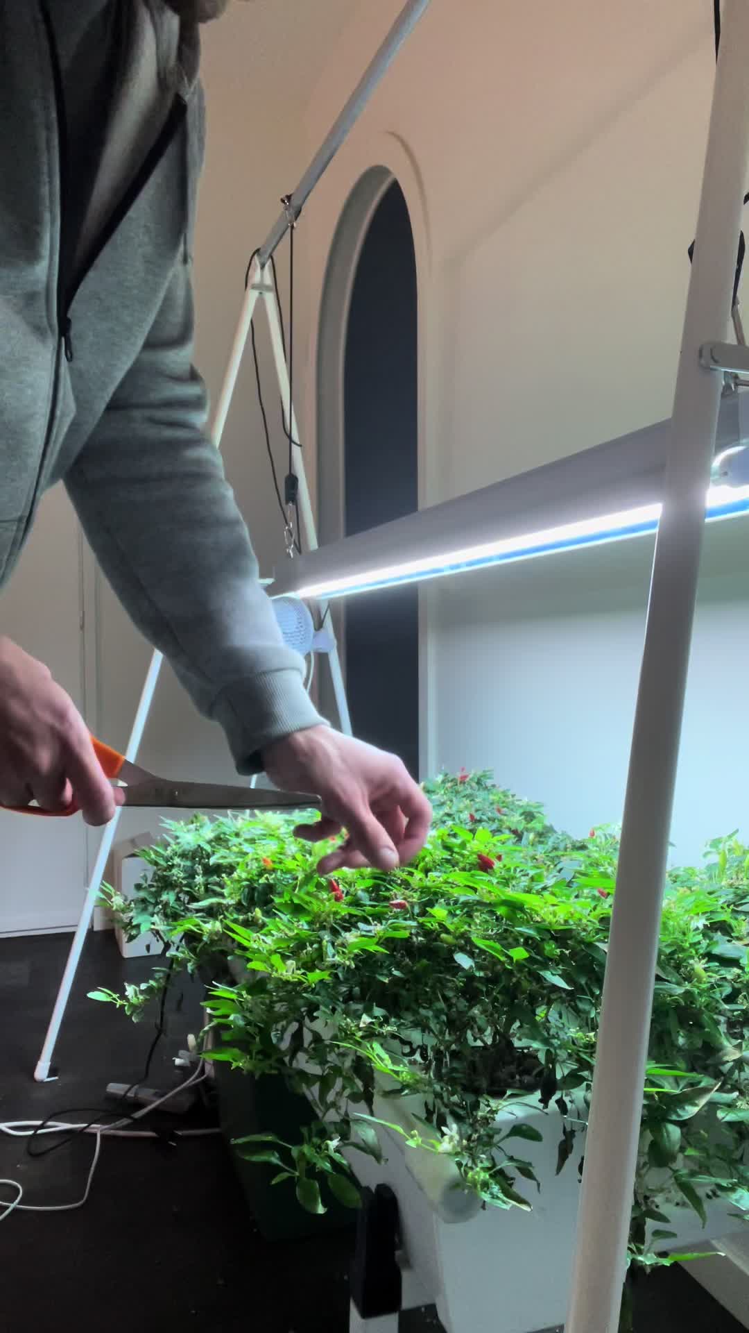 @Homegrowing